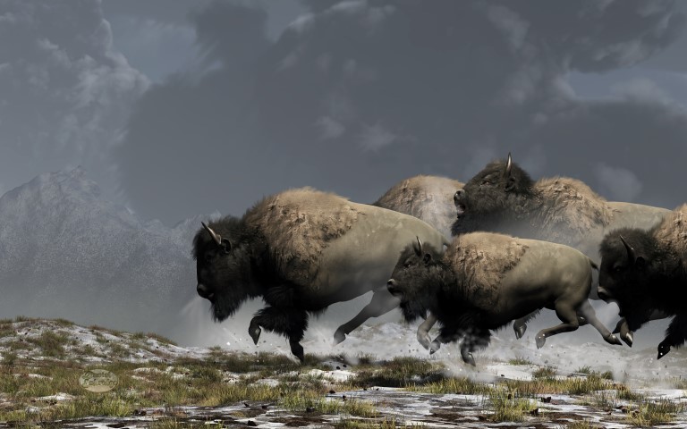 Bison Stampede