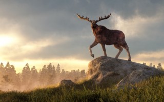 Moose At Dawn