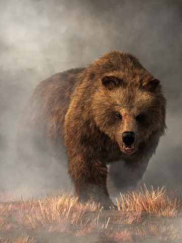 Grizzly Bear Emerging from the Fog