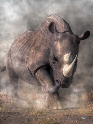 Angry Rhino